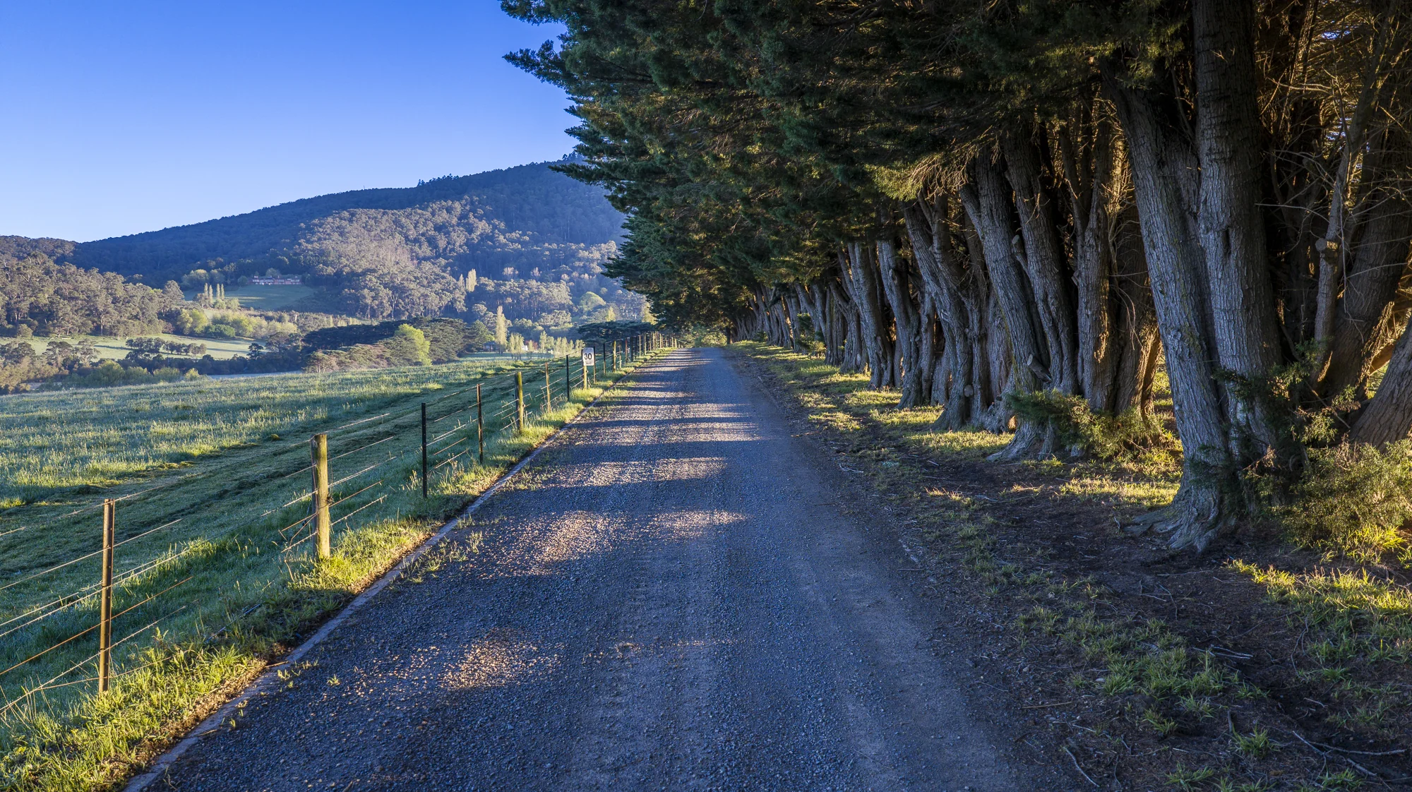 Tree-lined paddock fence beneath Mount Toolebewong